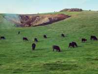 Hobbiton Movie Set guided bus tour
