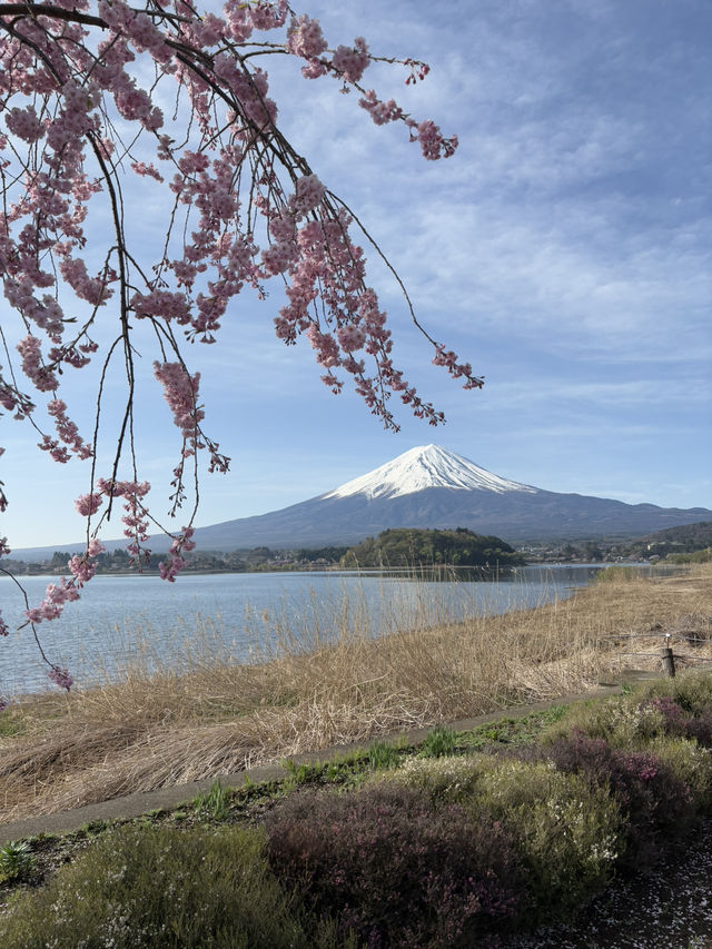 早朝の贅沢、富士山と桜をひとりじめ