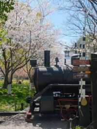 White Tower Park Cherry Blossoms– Hangzhou's Best-Kept Sakura Secret