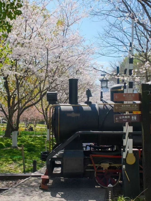 White Tower Park Cherry Blossoms– Hangzhou's Best-Kept Sakura Secret