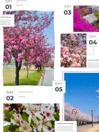 Misa Gyeongjeong Park: Hanam's Lakeside Spring Canvas