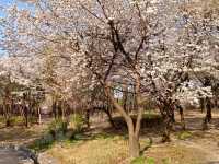 “Cherry Blossoms and Tradition at Namsangol Hanok Village”