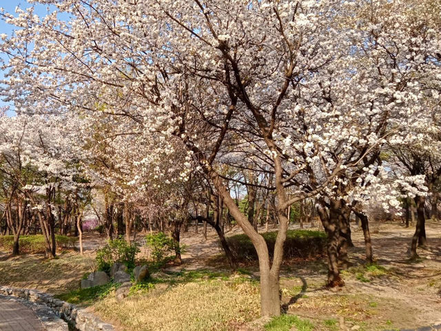 “Cherry Blossoms and Tradition at Namsangol Hanok Village”
