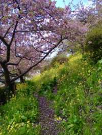 Cherry Blossoms in Full Bloom at Aguri Park Sagayamaen