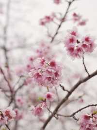 🌸 Quanzhou's Hidden Cherry Blossom Paradise! 🌸