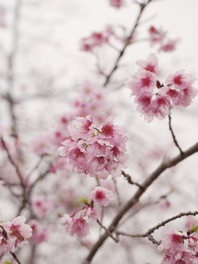 🌸 Quanzhou's Hidden Cherry Blossom Paradise! 🌸