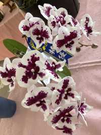吉安 好客藝術村 地方藝文展演 蘭花展 