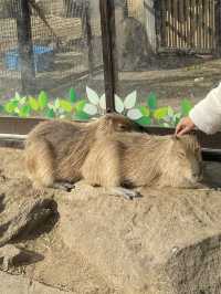 東京伊豆仙人掌動物公園🦦🍊水豚泡柚子溫泉超治癒！