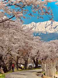 INFP's Ideal Spot: Enjoy a Quiet Cherry Blossom Viewing Away from the Crowds 
