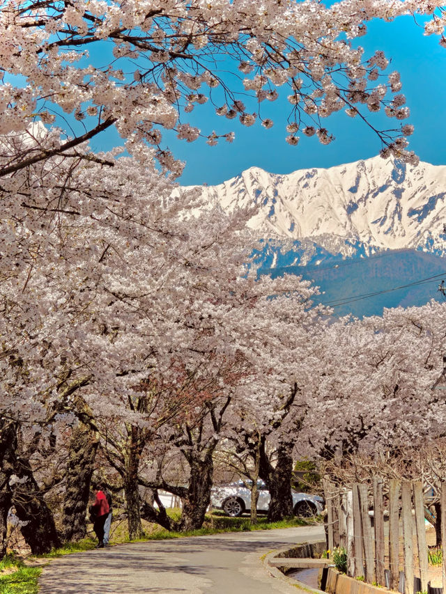 INFP's Ideal Spot: Enjoy a Quiet Cherry Blossom Viewing Away from the Crowds 