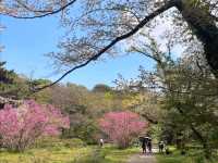 小石川植物園，東京大學附屬的賞櫻秘境