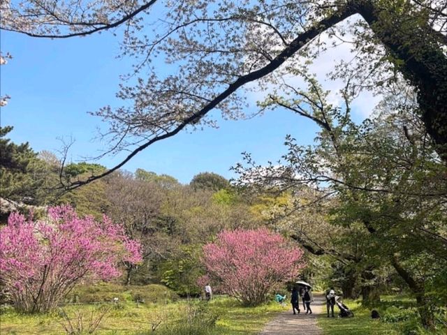 小石川植物園，東京大學附屬的賞櫻秘境