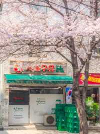 A Dreamy Stroll Through Hapcheon’s Cherry Blossom Wonderland