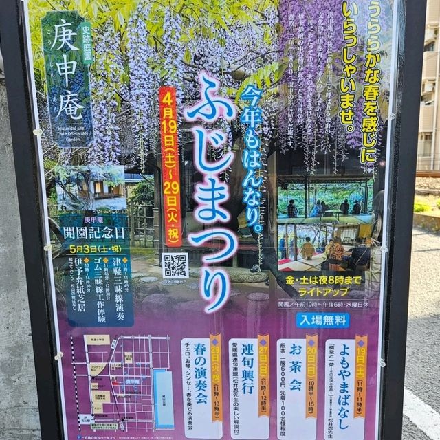 樹齢200年の藤が見頃！