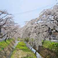 花の波が押し寄せるような景色