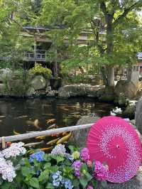 【栃木】紫陽花と孔雀、池に浮かぶ紫陽花 ライトアップも・・
