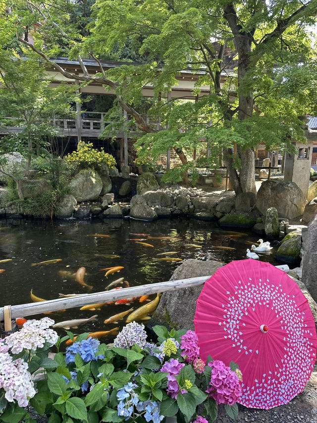 【栃木】紫陽花と孔雀、池に浮かぶ紫陽花 ライトアップも・・