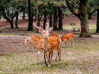 ครี่งวันชิลๆ ที่เมืองนารา 🦌