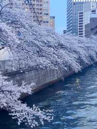 “Twilight Petals: The Lantern River of Meguro”