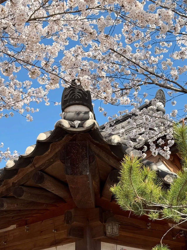 “Blossoms of a Lost Kingdom: Springtime in Gyeongju”