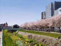 系田川櫻花道，大阪近郊江坂的市民親水河堤