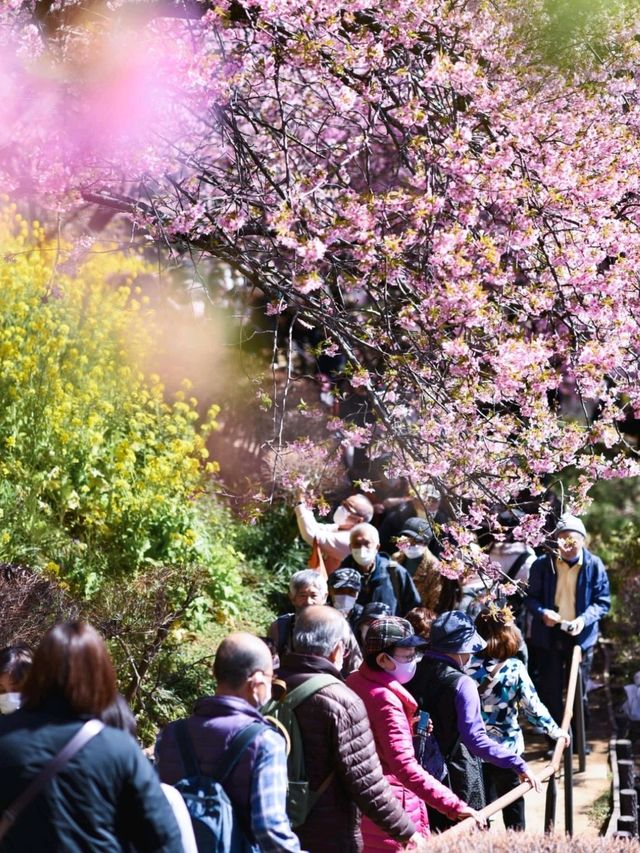 Matsuda Cherry Blossom: A Soft Symphony of Spring