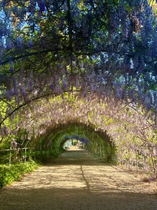 Adelaide 紫藤花隧道