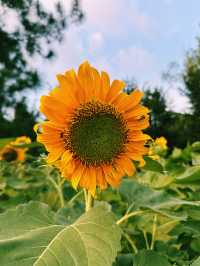 Breathe In, Bliss Out – Nature’s Escape at Taman Saujana Hijau!