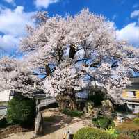Sakura with a View