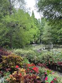菁芳園 落羽松景觀餐廳