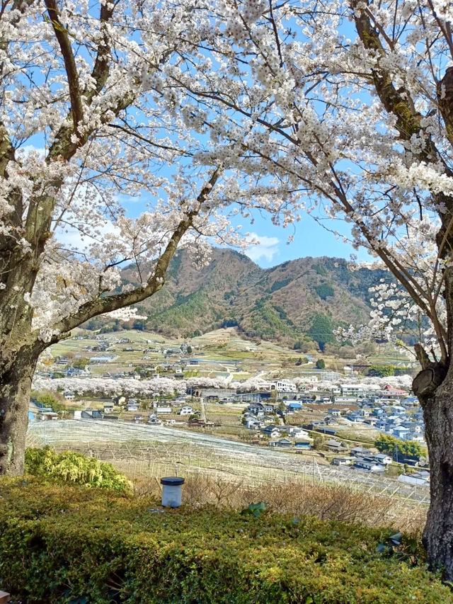 Local Escapes in Katsunuma – Gardens, Curry & a Hint of Wine