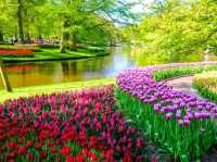 Bollenstreek: Where the Netherlands Blooms in Technicolor