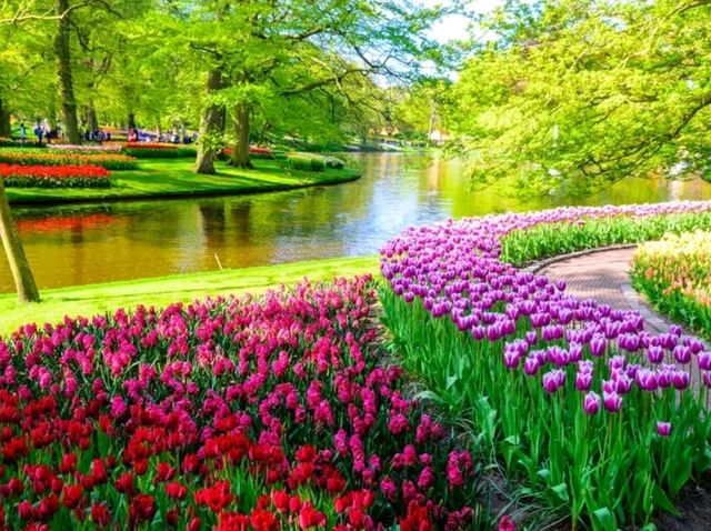 Bollenstreek: Where the Netherlands Blooms in Technicolor