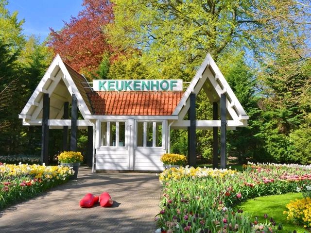 Bollenstreek: Where the Netherlands Blooms in Technicolor