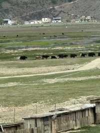 Is it worth staying at Napahai grassland at Shangrila