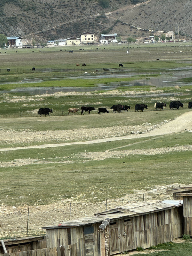 Is it worth staying at Napahai grassland at Shangrila