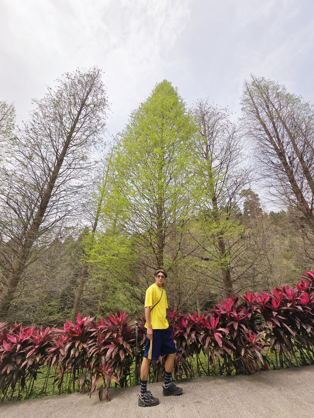 苗栗三灣落羽松莊園秘境