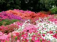 Tsutsujigaoka Park – Tokyo’s Springtime Bloom Spot