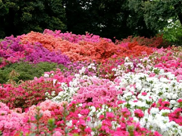 Tsutsujigaoka Park – Tokyo’s Springtime Bloom Spot