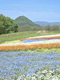 青とピンクの絶景絨毯で夢のような映え写真体験💙🌸※観光攻略情報付き