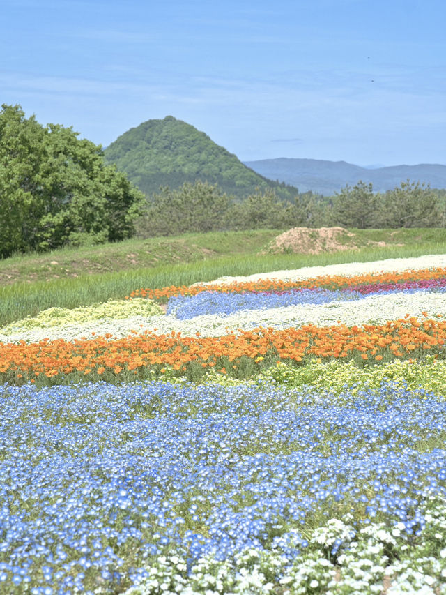 青とピンクの絶景絨毯で夢のような映え写真体験💙🌸※観光攻略情報付き