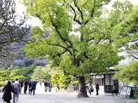 【🇯🇵高松】四季の美しさを堪能できる歴史ある庭園「栗林公園」