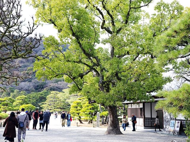 【🇯🇵高松】四季の美しさを堪能できる歴史ある庭園「栗林公園」
