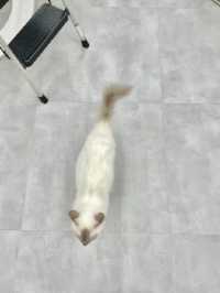 🐱 건대 고양이카페 ‘우주로켓’ 후기 🚀