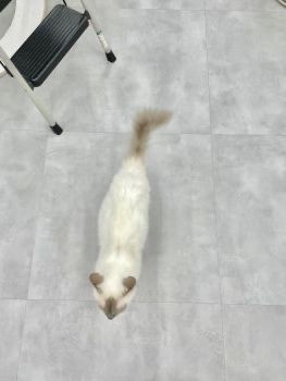 🐱 건대 고양이카페 ‘우주로켓’ 후기 🚀