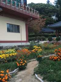 운악산 봉선사와 국화