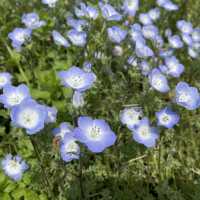 Flower Hill - Uminokamichi Seaside Park 