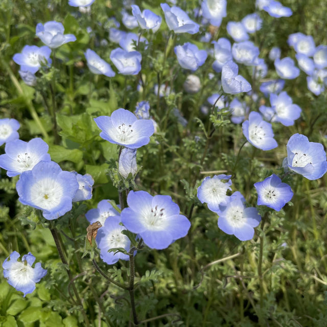 Flower Hill - Uminokamichi Seaside Park 