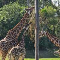 Australia Zoo – Sunshine Coast, QLD