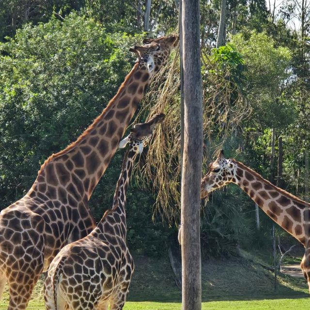 Australia Zoo – Sunshine Coast, QLD